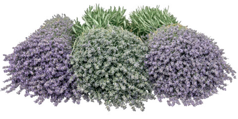 Three bunches of lavender on transparent png background