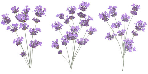 Lavender floral arrangement illustration on transparent png background