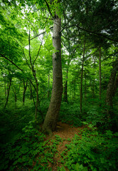 Obraz premium In summer forest at sunny day.