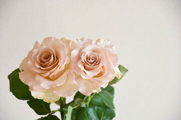 コーラルピンクのばら