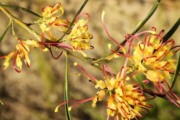 Isolated stem of Grevillea ‘Winpara Gold’ in flower