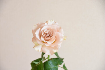 コーラルピンクのばら