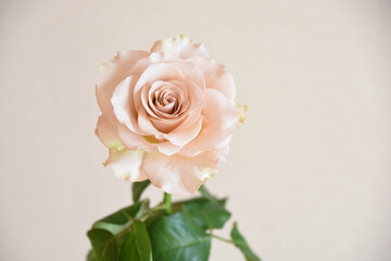 コーラルピンクのばら