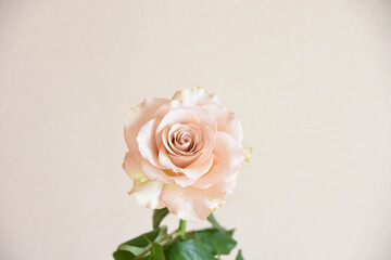 コーラルピンクのばら