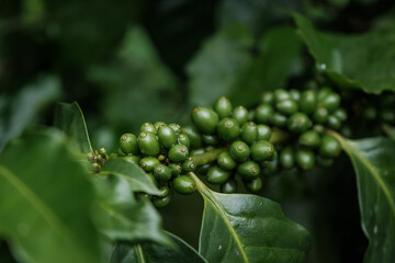 many raw young growth green coffee cherry on their branches in wild after rain