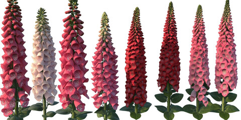 Foxglove flowers in different colors on transparent png background