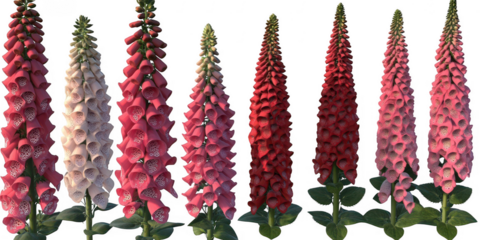 Foxglove flowers in different colors on transparent png background