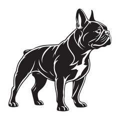 French bulldog puppy portrait isolated on white background cute purebred dog standing adorable brown and black canine pet mammal studio photo