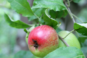 Ripe apples on the branches of an apple tree in the garden