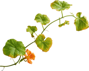 Green vine with orange flower and leaves isolated on transparent background