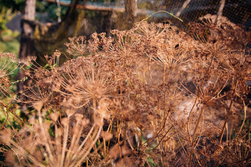A dill stalk with seeds in the garden, a close-up with seeds. Dry ripe dill seeds.
