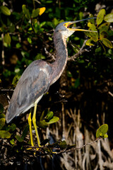 Tricolored Heron Orating in the Mangrove