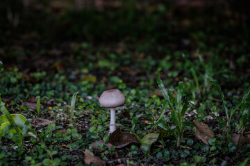 a small mushroom growing on the ground of grass field