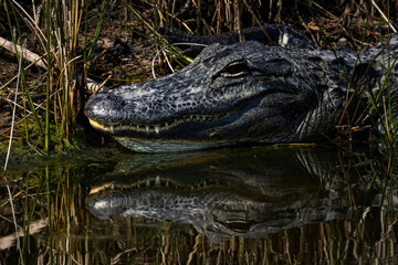 Smiling Alligator Resting by the Water's Edge