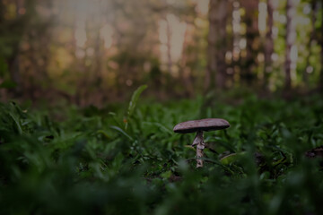 a small mushroom growing on the ground of grass field in wild forest