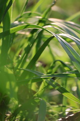 green grass with dew drops