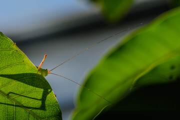 green grasshopper stay on the green leaf in sun shine