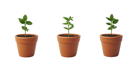 Three plants in pots illustration on transparent png background