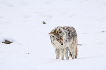 Fototapeta premium Coyote in Snowy Wilderness