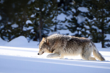 Gray Wolf in Snowy Forest