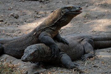 galapagos land iguana