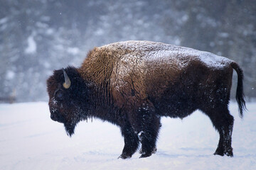 Majestic Bison in Snowy Wilderness