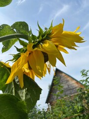 sunflower with bright yellow petals under a clear blue sky, showing its natural growth and vibrant summer beauty