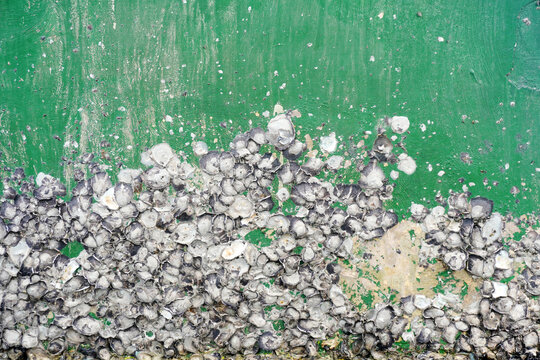 Textured barnacles cling to vibrant green surface