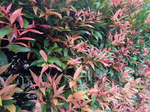 Close-up of a vibrant Lilly Pilly hedge, characterized by its distinctive reddish-pink new growth contrasting sharply with older, dark green foliage. Represent nature, horticulture, botanical textures