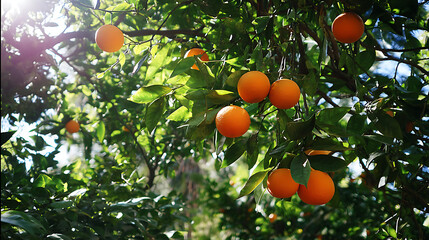 Spain Murcia Valencia Orchard