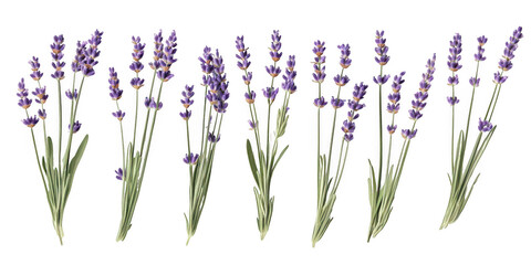 Lavender flower bunches arrangement on transparent png background