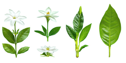 Floral arrangement of blossoms on transparent png background