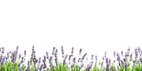 Lavender flowers and grass border on transparent png background