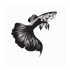 Colorful Guppy Fish in Clean Aquarium Water with White Background View