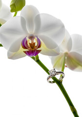 A stunning diamond engagement ring is delicately placed on the stem of a white orchid, symbolizing love, beauty, and eternal elegance.