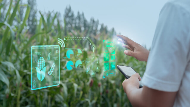 Farmer using smartphone with hologram interface of smart farming and IoT agriculture technology in a corn field. Concept of precision farming and digital agriculture.