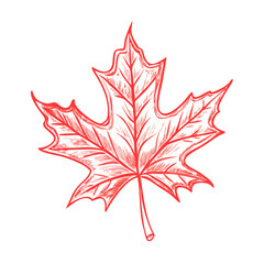 Red outline vector icon of a detailed maple leaf sketch, symbolizing nature, autumn, and Canada, isolated on a transparent background