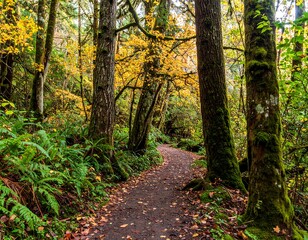 Obraz premium Autumnal forest path (2)