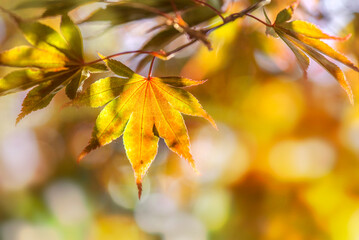 closeup on   leaf of a japanese maple tree on blurred background with bokeh