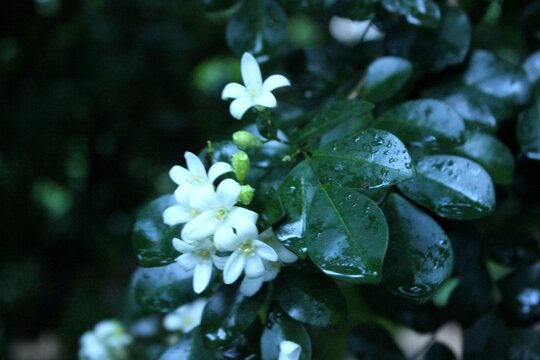 White orange jasmine flowers (Murraya paniculata) with raindrops on glossy green leaves, natural aromatherapy floral