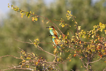 European bee-eater hunting flying insects in natural environment. Birds resting on the tree