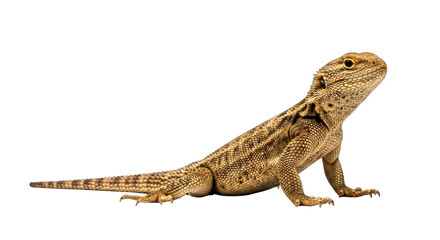 Naklejka premium desert lizard stunning profile shot for reptile enthusiasts