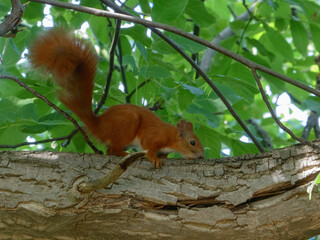 A fluffy red squirrel with a bushy tail running on a thick tree branch.