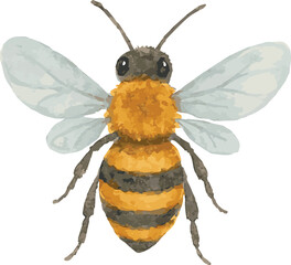 Vector watercolor realistic illustration of a bee