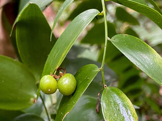 Semele androgyna endemic to Canary Islands one of the plants of forest floor of laurisilva close up growing wild in Tenerife.Selective focus.