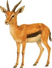 Vector watercolor realistic illustration of a thompson gazelle