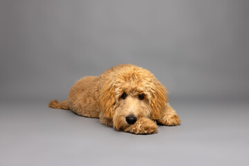 Labradoodle Resting on Studio Floor