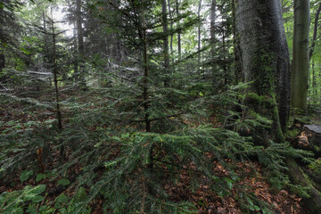 Misty forest with fir trees and cobwebs on a rainy summer day