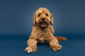 Labradoodle Lying Down on Blue Background