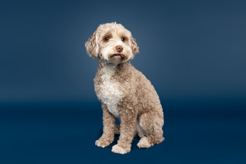 Labradoodle Sitting and Looking Away on Blue Background